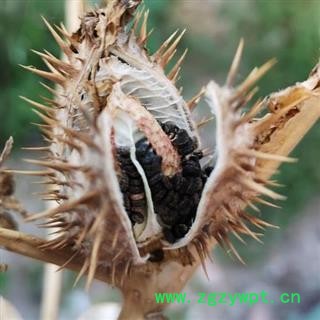 曼陀罗壳 刺天茄 正品保证质量7天无理由退货退款 华安堂图3