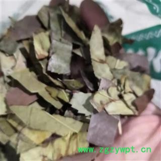 新辉药业石楠叶  石眼树叶 老少年叶 凿树另有石楠藤图3