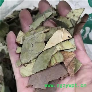 新辉药业石楠叶  石眼树叶 老少年叶 凿树另有石楠藤图2