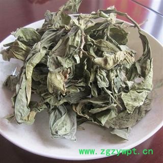 龙脷叶 龙利叶 龙舌叶 牛耳叶 龙珠叶 正品保证质量 安品堂图2