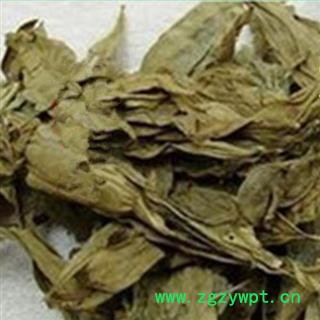 龙脷叶 龙利叶 龙舌叶 牛耳叶 龙珠叶 正品保证质量 安品堂图4