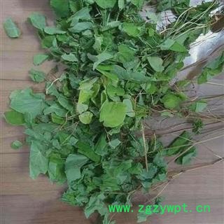 淫羊藿 正品甘肃淫羊藿  统 产地 甘肃省图2