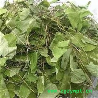 淫羊藿 正品甘肃淫羊藿  统 产地 甘肃省图3