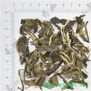 蓼大青叶 01 大青叶 统 产地 山东省图3