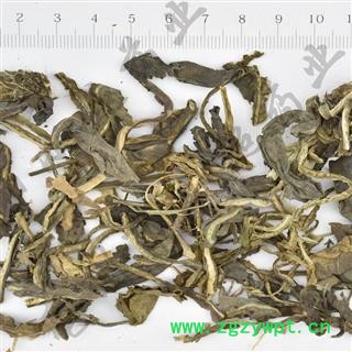 蓼大青叶 01 大青叶 统 产地 山东省图2