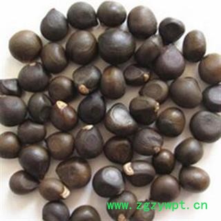 文冠果 文官果 土木瓜 正品保证质量7天无理由退货退款 华安堂图2