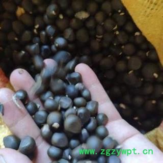 文冠果 文官果 土木瓜 正品保证质量7天无理由退货退款 华安堂图3