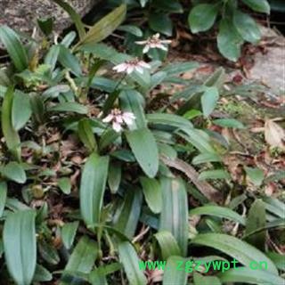 一匹草 别明一匹叶 正品保证质量7天无理由退货退款 华安堂图2