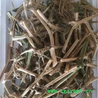 黄瓜藤 黄瓜秧 黄瓜根 正品保证质量7天无理由退货退款 华安堂图3