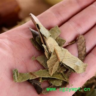 新辉药业中药材枇杷叶 批把叶 琵琶叶图2