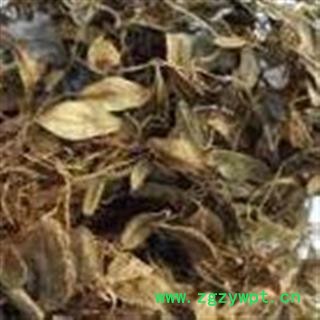 圣草康园 抱石莲 风不动 鱼鳖草 金丝鱼鳖 金龟藤鱼鳖金星抱树莲图2