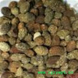 圣草康园 野西瓜 老鼠瓜 勾刺槌果藤 抗旱草 旱柳产地新疆图2