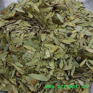 番泻叶 番泻叶统货 产地 广东省 国药堂 专注品质图2