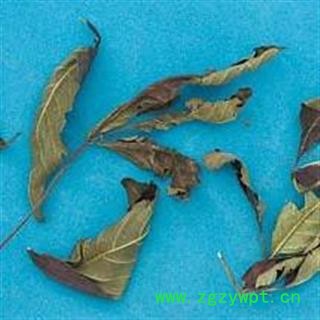 牡荆叶 别明 荆叶 布荆叶 正品保证质量 华安堂图4