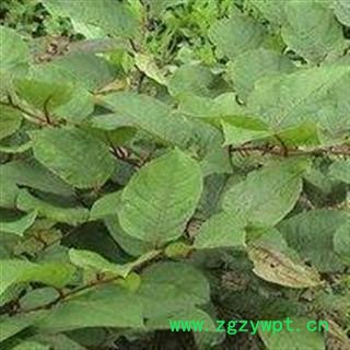 虎杖叶 全干货正品保证 中药材批发 丽丽药业图3