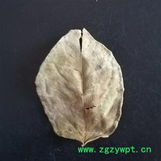 虎杖叶 全干货正品保证 中药材批发 丽丽药业图2