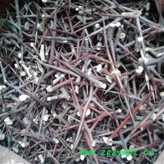 皂刺 大天丁 正品天丁 统 产地 四川省雅安市汉源县图2