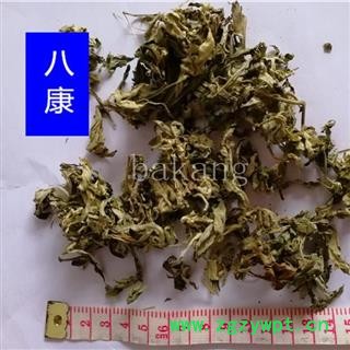 艾叶 个子 统货图3