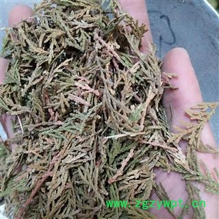 侧柏叶 侧柏叶统货 产地 山东省图2