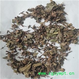 络石藤 统 产地 湖北省宜昌市图2