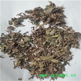 络石藤 统 产地 湖北省宜昌市图3