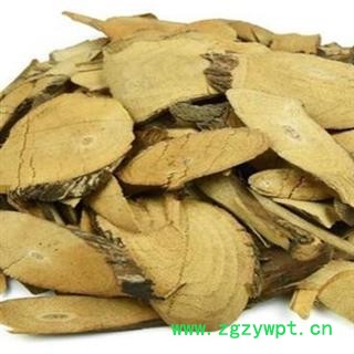 铁包金 老鼠耳 狗脚利 老鼠草 鼠乳头 乌金藤 黄柳根 乌石米 勾儿茶 乌龙根 华安堂图2