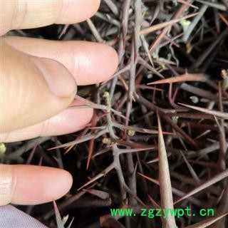 野生皂角刺  纯刺无杆 产地 河南省平顶山市汝州市图4