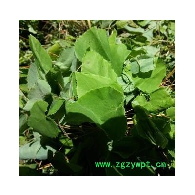 甘肃陇南野生淫羊藿  淫羊藿苷0.87精选选货 (无草精选选货)