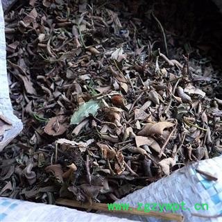 石韦 石苇 石苇全颗 大叶石韦 产地 湖北省图2