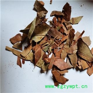 石楠叶 产地 江苏省常州市图3