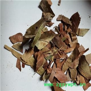 石楠叶 产地 江苏省常州市图2