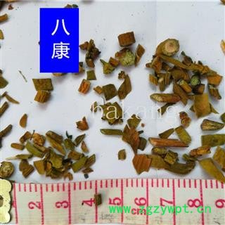 槲寄生 统 产地 黑龙江省鹤岗市兴安区图3