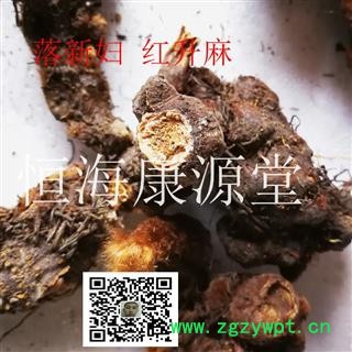 恒海康源堂升麻 落新妇 红升麻图4