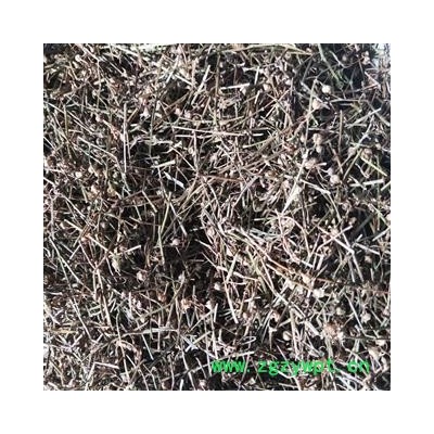 白花蛇舌草 统 产地 江西省