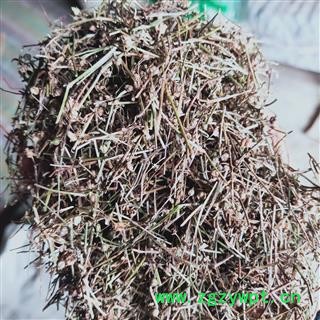 白花蛇舌草 统 产地 江西省图2