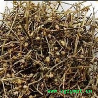 白花蛇舌草 统 产地 河南省南阳市南召县图2