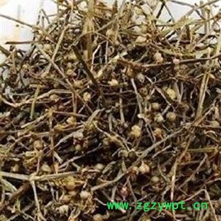 白花蛇舌草 统 产地 河南省南阳市南召县图3