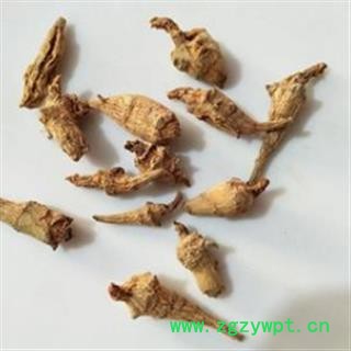 三七 水洗三七芽 产地 云南省图3