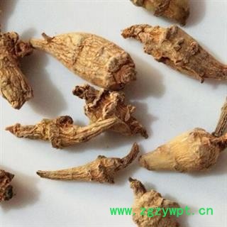 三七 水洗三七芽 产地 云南省图2