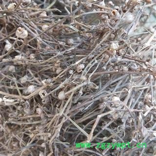 白花蛇舌草 白花蛇舌草  野生 统货 产地 江西省萍乡市图3