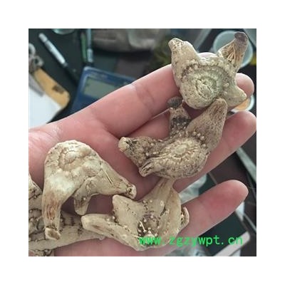 白芨 白及 正品无硫三叉白芨  新店上线 价格低廉 规格齐全  贵州省