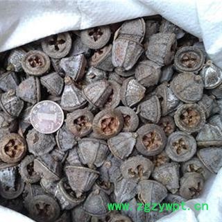 一口钟 01 桉树果 统 产地 云南省昭通市市辖区图2