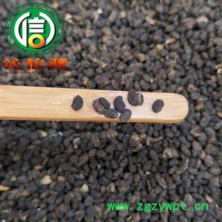 【满包邮】补骨脂统货散装产地直供破故纸沁信源中药批发图2