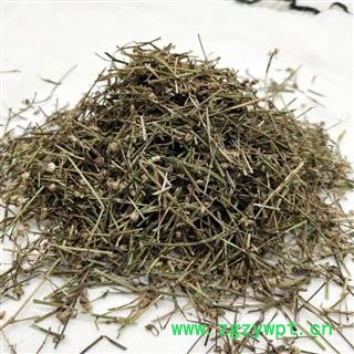 白花舌草 白花蛇草家种统货 产地 河南省图4