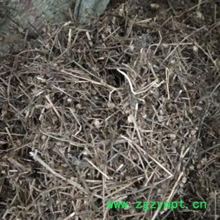 白花蛇舌草 白花蛇舌草统段 产地 河南省 中草药白花蛇草图2