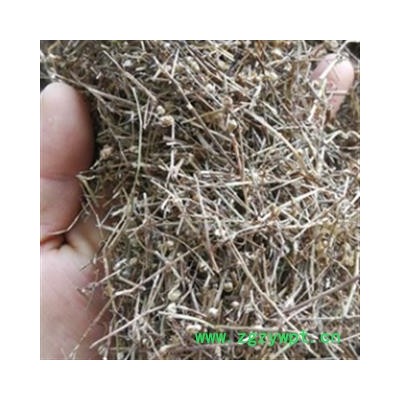 安祁名药白花蛇舌草