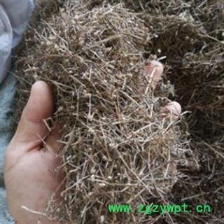 安祁名药白花蛇舌草图2