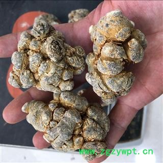 文山水洗三七8头500克-18头500克无死苗烂苗带剪口春七专注品质，诚信信邦！图2