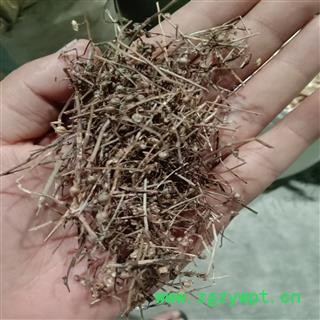 白花蛇舌草 白花蛇草，优质， 产地 河南省周口市沈丘县图2