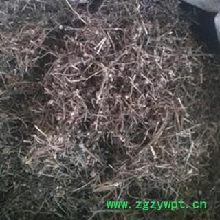 京辉药业 白花蛇舌草 大花 白花蛇草 正品 促销图3